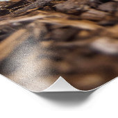 Hogna Carolinensis - Wolf Spider Fotodruck (Ecke)