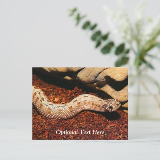 Hognose Postkarte (Stehend Vorderseite)