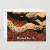 Hognose Postkarte (Vorne/Hinten)