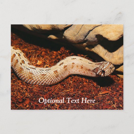 Hognose Postkarte (Vorderseite)