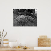 Hogs Head, Bute Park, Cardiff Poster (Küche)