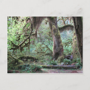 Hoh Rain Forest - Olympischer Nationalpark Postkarte