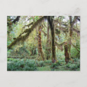 Hoh Rain Forest Postkarte (Vorderseite)