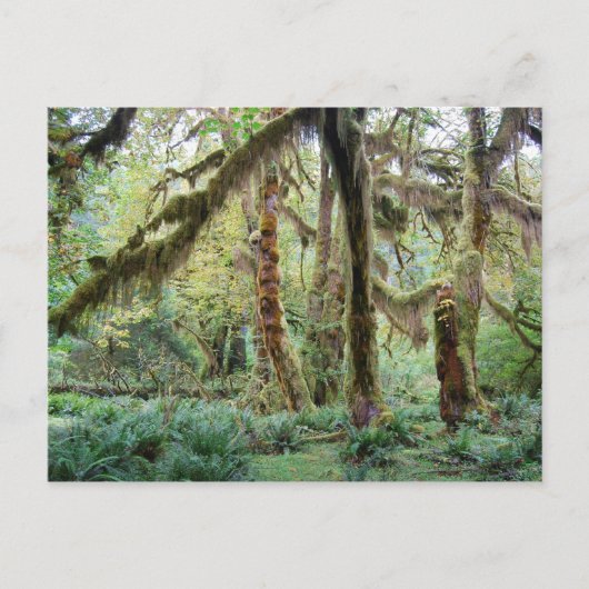 Hoh Rain Forest Postkarte (Vorderseite)