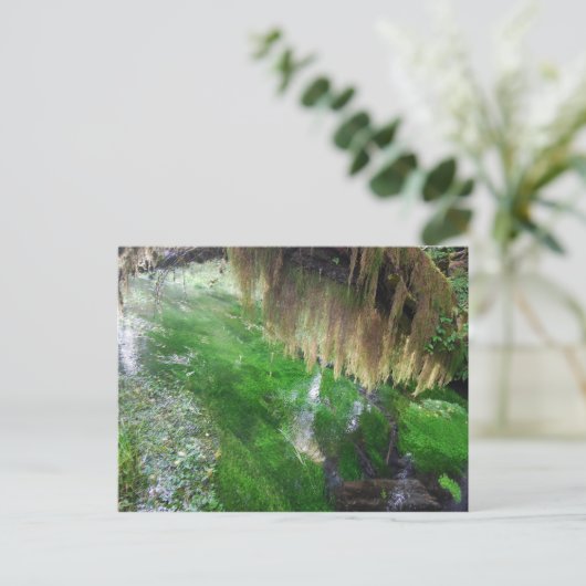 Hoh Rain Forest Postkarte (Stehend Vorderseite)