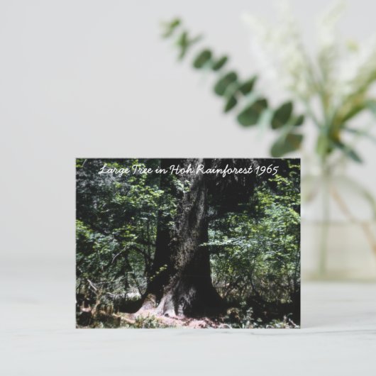 Hoh Rainforest 1965 Postkarte (Stehend Vorderseite)