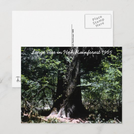 Hoh Rainforest 1965 Postkarte (Vorne/Hinten)