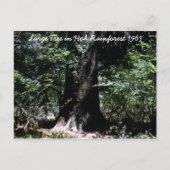 Hoh Rainforest 1965 Postkarte (Vorderseite)