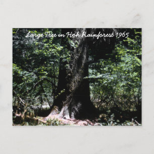 Hoh Rainforest 1965 Postkarte