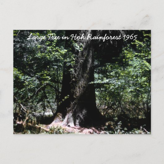 Hoh Rainforest 1965 Postkarte (Vorderseite)