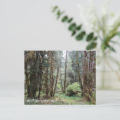Hoh Rainforest, Washington Staat, Postcard Postkarte (Stehend Vorderseite)