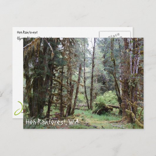 Hoh Rainforest, Washington Staat, Postcard Postkarte (Vorne/Hinten)