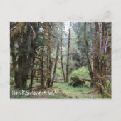 Hoh Rainforest, Washington Staat, Postcard Postkarte (Vorderseite)