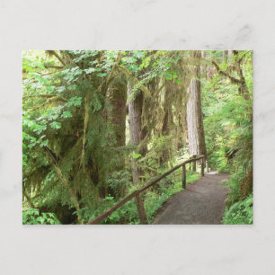 Hoh Valley Rain Forest Postcard Postkarte