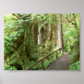 Hoh Valley Rainforest Trail Poster (Vorne)