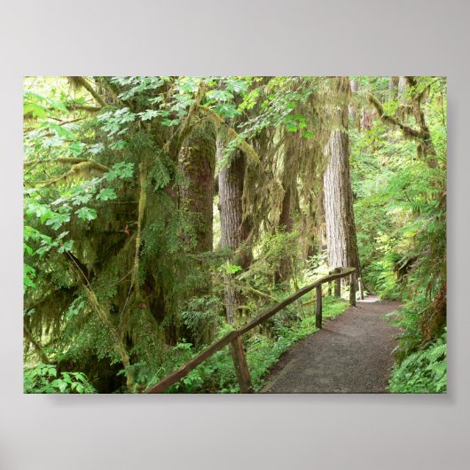 Hoh Valley Rainforest Trail Poster (Vorne)