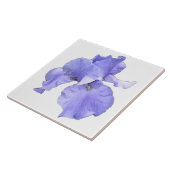 Hohe bärtige lila Iris Fliese (Seite)