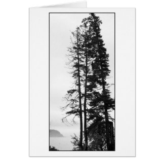 Hohe Bäume und Nebel