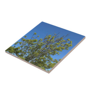 Hohe Esche im schönen blauen Himmel Foto Fliese