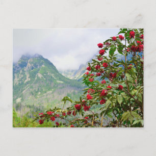Hohe Tatra Slowakei Postkarte