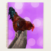 Höhepunkt in Majestät: Rooster on Dreamy Lila Glow Planer (Vorderseite)