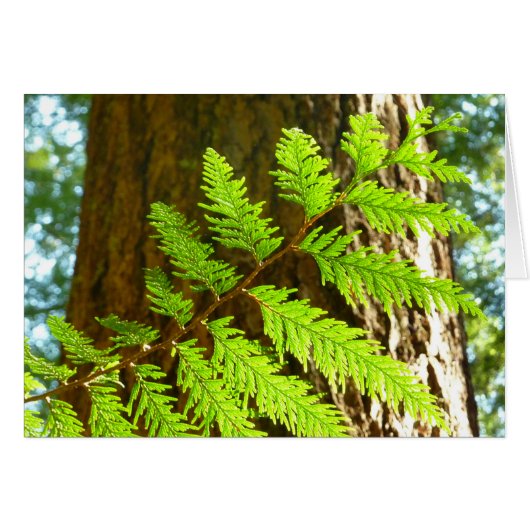 Höhepunkte eines Redwood Tree Botanical (Vorderseite (Horizontal))