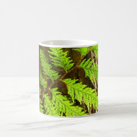 Höhepunkte eines Redwood Tree Botanical Kaffeetasse (Mittel)