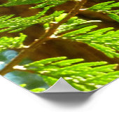 Höhepunkte eines Redwood Tree Botanical Poster (Ecke)