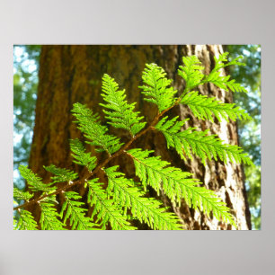 Höhepunkte eines Redwood Tree Botanical Poster