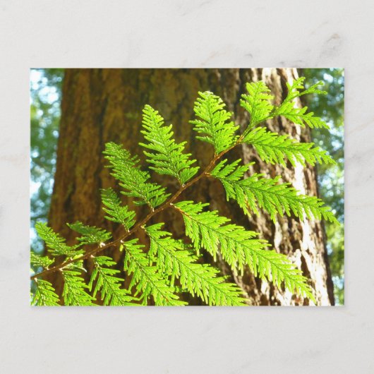 Höhepunkte eines Redwood Tree Botanical Postkarte (Vorderseite)