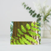 Höhepunkte eines Redwood Tree Botanical Postkarte (Stehend Vorderseite)
