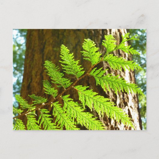 Höhepunkte eines Redwood Tree Botanical Postkarte (Vorderseite)