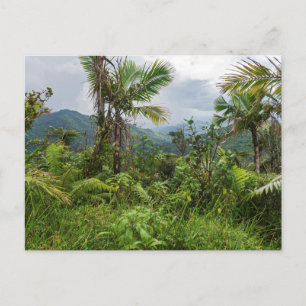Höhepunkte und Täler der Postkarte el yunque
