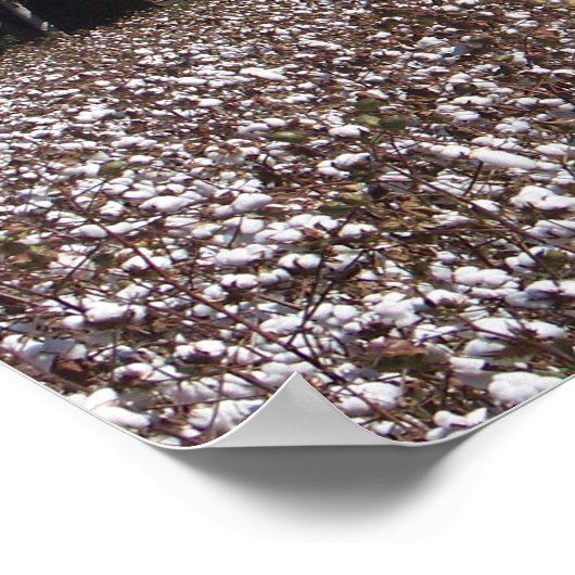 Hoher Baumwolle Poster (Ecke)