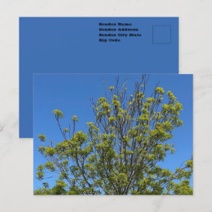 Hoher Eschenbaum im schönen blauen Himmel Foto Postkarte