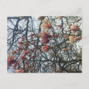 Hoher Park, Toronto Ontario Cherry Blossom 2016 Postkarte