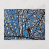 höher postkarte (Vorderseite)