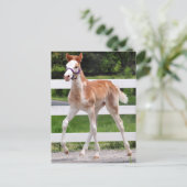 Hoher Steppin Postkarte (Stehend Vorderseite)