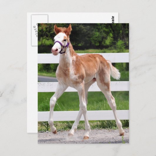 Hoher Steppin Postkarte (Vorne/Hinten)