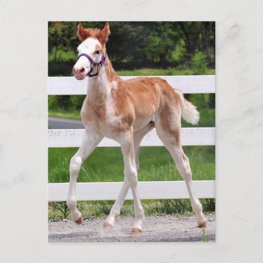 Hoher Steppin Postkarte (Vorderseite)