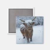 Höhere Kuh im Schneemagnet Magnet (Vorderseite/Rückseite)