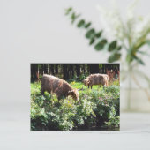 Höhere Kühe Weiden. Glasgow, Schottland. Postkarte (Stehend Vorderseite)