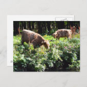 Höhere Kühe Weiden. Glasgow, Schottland. Postkarte (Vorne/Hinten)