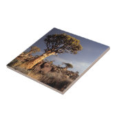 Hohlbaume (Aloe Dichotoma) Fliese (Seite)