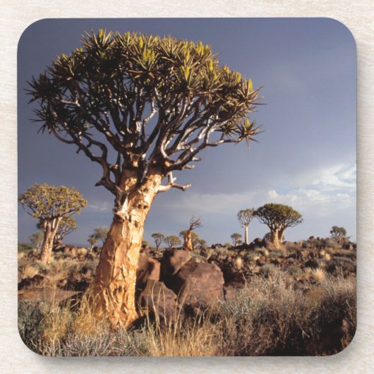 Hohlbaume (Aloe Dichotoma) Untersetzer (Vorderseite)