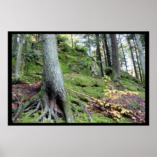 Höhlenkamm #1 des alten Mannes Poster (Vorne)