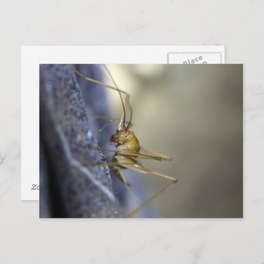 Höhlenkrille in Vietnam Postkarte (Vorne/Hinten)