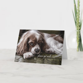 Hol dir bald einen Cocker Spanierhund auf einem So Karte
