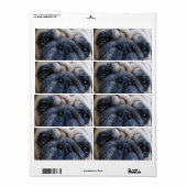 Hol dir bald einen tollen Mops-Hund (Vorne)