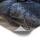 Hol dir bald einen tollen Mops-Hund Poster (Ecke)